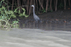 Western Reef Heron (Egretta gularis)