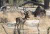 Common Impala (Aepyceros melampus melampus)