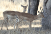 Common Impala (Aepyceros melampus melampus)