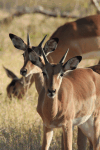 Common Impala (Aepyceros melampus melampus)