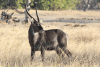 Ringed Waterbuck (Kobus ellipsiprymnus ellipsiprymnus)