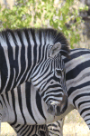 Chapman's Zebra (Equus quagga chapmani)