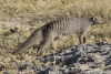 Banded Mongoose (Mungos mungo)