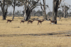 Common Impala (Aepyceros melampus melampus)