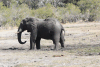 African Bush Elephant (Loxodonta africana)