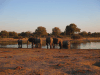 African Bush Elephant (Loxodonta africana)