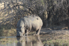 Hippopotamus (Hippopotamus amphibius)