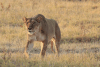 Southern Lion (Panthera leo melanochaita)