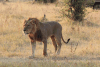 Southern Lion (Panthera leo melanochaita)