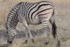 Chapman's Zebra (Equus quagga chapmani)