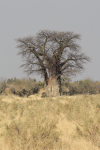 African Baobab (Adansonia digitata)