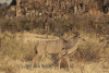 Southern Greater Kudu (Tragelaphus strepsiceros strepsiceros)