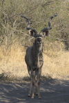 Southern Greater Kudu (Tragelaphus strepsiceros strepsiceros)