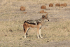 Southern African Black-backed Jackal (Lupulella mesomelas mesomelas)