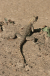 Agama Lizard (Agama sp.)