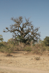 African Baobab (Adansonia digitata)