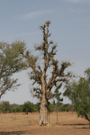 African Baobab (Adansonia digitata)