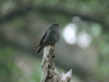 Yellow-footed Flycatcher (Muscicapa sethsmithi)