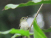 Olive Sunbird (Cyanomitra olivacea)