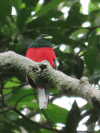 Narina Trogon (Apaloderma narina)