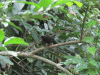 Lowland Sooty Boubou (Laniarius leucorhynchus)