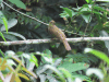 Little Greenbul (Eurillas virens)