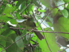 Little Greenbul (Eurillas virens)