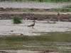 Hamerkop (Scopus umbretta)