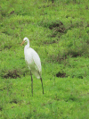 African Great Egret (Ardea alba melanorhynchos)