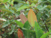 Spotted Greenbul (Ixonotus guttatus)