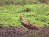 Palm-nut Vulture (Gypohierax angolensis)