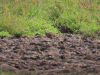 Red-eyed Dove (Streptopelia semitorquata)