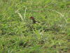 Orange-cheeked Waxbill (Estrilda melpoda)