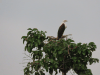 African Fish Eagle (Haliaeetus vocifer)