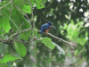 Shining-blue Kingfisher (Alcedo quadribrachys)