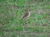 Long-legged Pipit (Anthus pallidiventris)