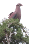 Red-billed Pigeon (Patagioenas flavirostris)