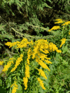 Goldenrod (Solidago sp.)