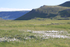 Common Cottongrass (Eriophorum angustifolium)