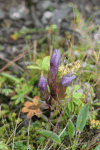 Field Gentian (Gentianella campestris)