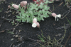 Sea Campion (Silene uniflora)