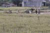 Rice Harvest