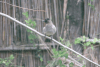 Southern Dark-capped Bulbul (Pycnonotus barbatus layardi)