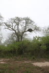 African Baobab (Adansonia digitata)