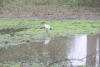 African Sacred Ibis (Threskiornis aethiopicus)