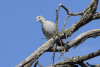 Tropical Cape Turtle Dove (Streptopelia capicola tropica)