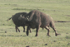 Winning Buffalo Chasing Away