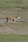 Southern Grant's Gazelle (Nanger granti granti)