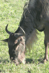 Western White-bearded Wildebeest (Connochaetes taurinus mearnsi)