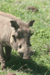 Eastern Warthog (Phacochoerus africanus massaicus)